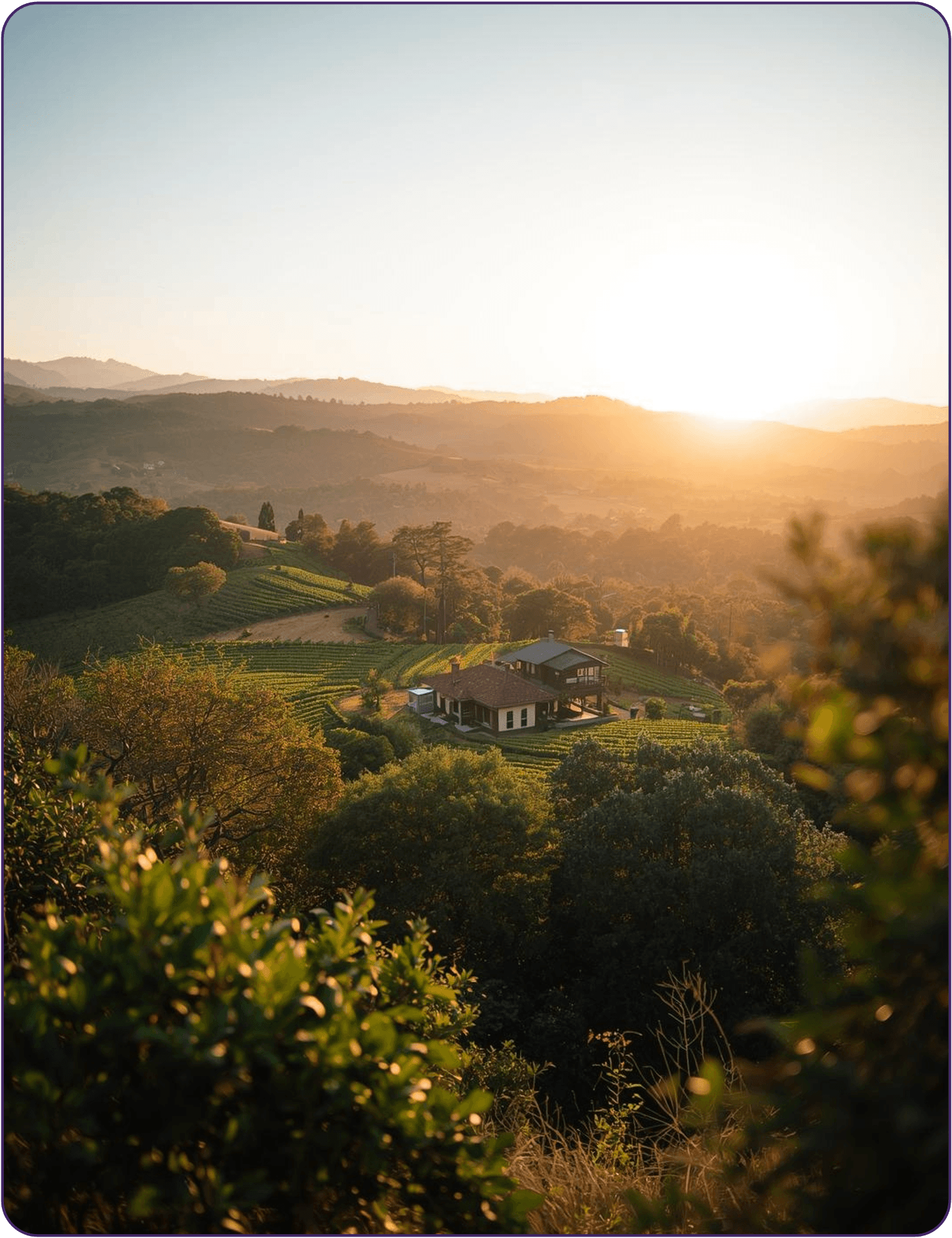 Farmhouse at golden hour with vineyard